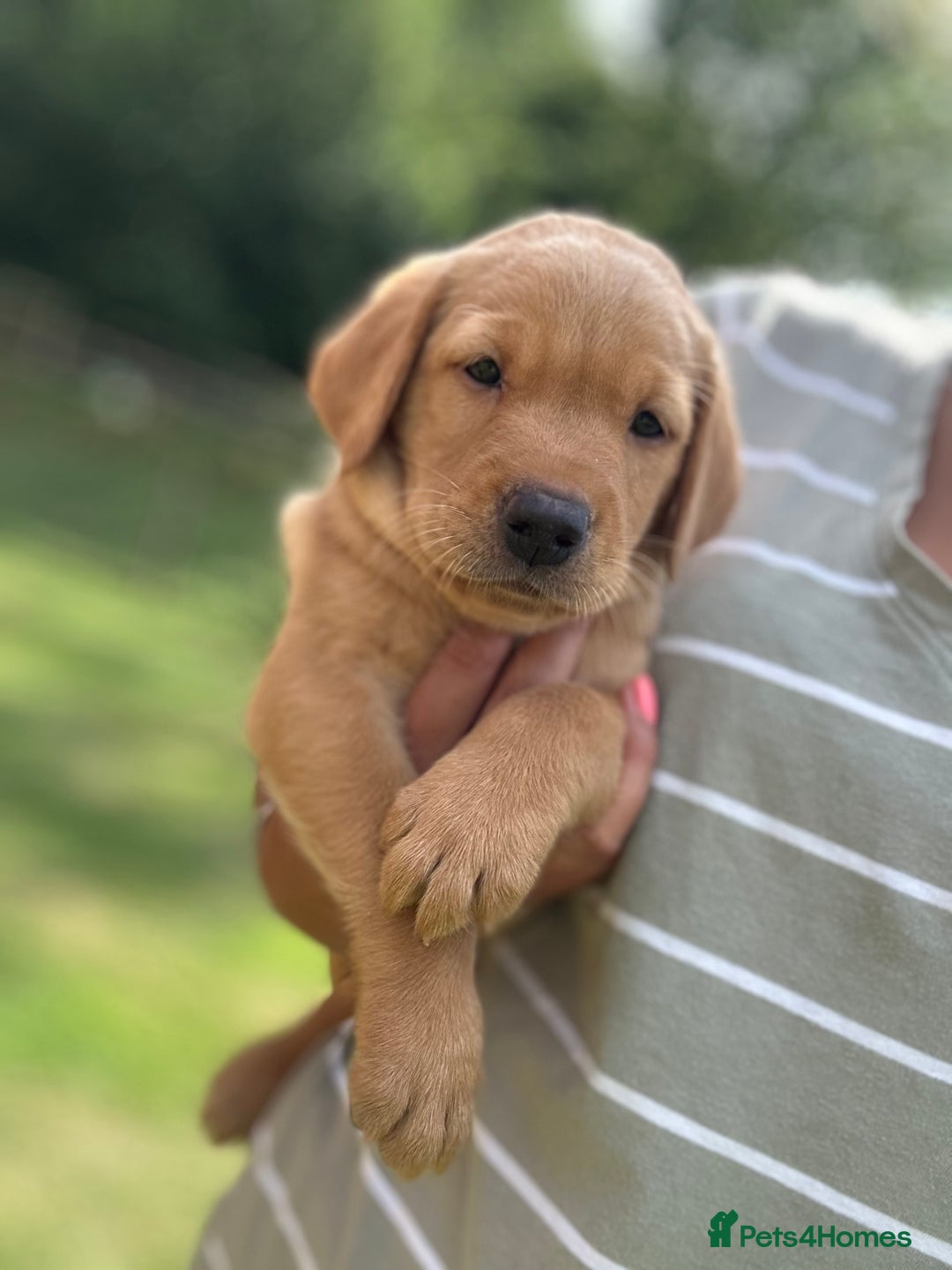 Labrador Retriever dogs for sale: Handsome KC Labrador boy 💙 - Image 3