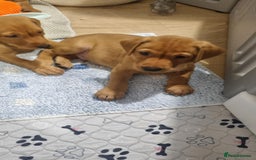 Labrador Retriever dogs for sale: Last boy working labrador - Advert 6