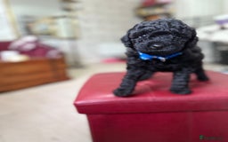 Toy Poodle dogs for sale: Toy poodle x chipoo male puppies - Advert 8