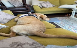 Labrador Retriever dogs for sale: nearly 7 month old labrador girl - Image 7