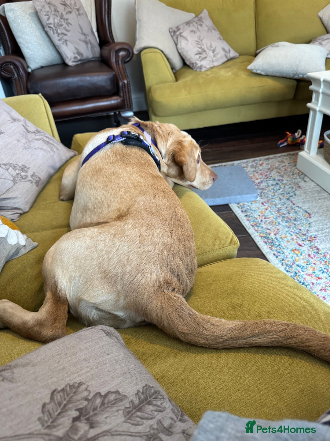 Labrador Retriever dogs for sale: nearly 7 month old labrador girl - Image 7