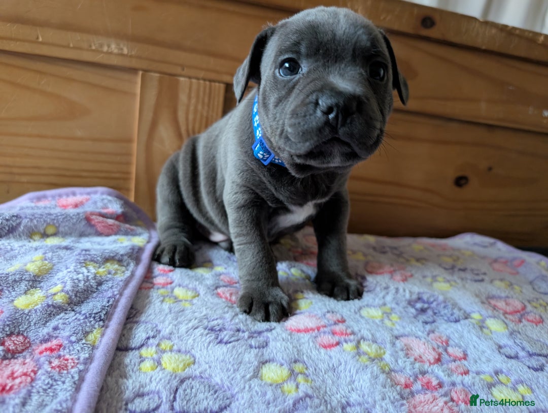 Staffordshire Bull Terrier dogs for sale: Beautiful Kennel registered blue staffie for sale  - Image 3