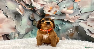 Cockapoo dogs - Advert 10