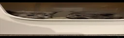 Ragcoon cats for sale: 💖💙 Best Of Both Worlds Fluffy Ragcoons  - Advert 30
