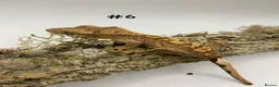 Gecko reptiles for sale: Adult + Juvenile Crested Geckos inc. Lilly Whites - Advert 12