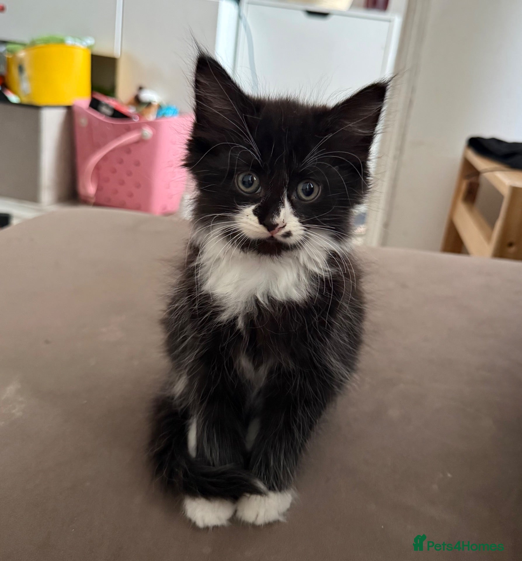 Mixed Breed cats Fluffy kittens  - Advert 1