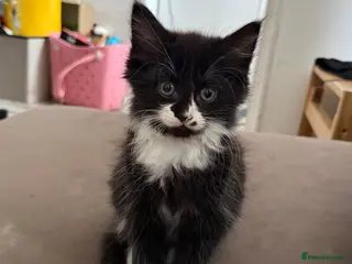 Mixed Breed cats Fluffy kittens - Advert 1