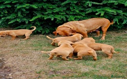 Labrador Retriever dogs for sale: Foxred Labrador pups - Image 1