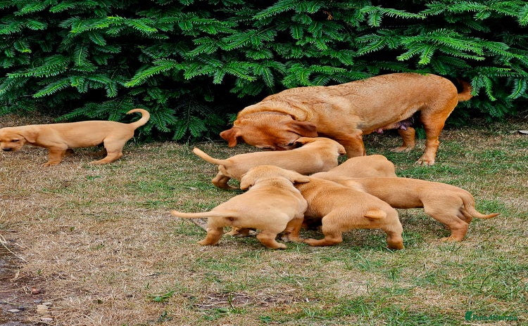 Labrador Retriever dogs - Advert 5
