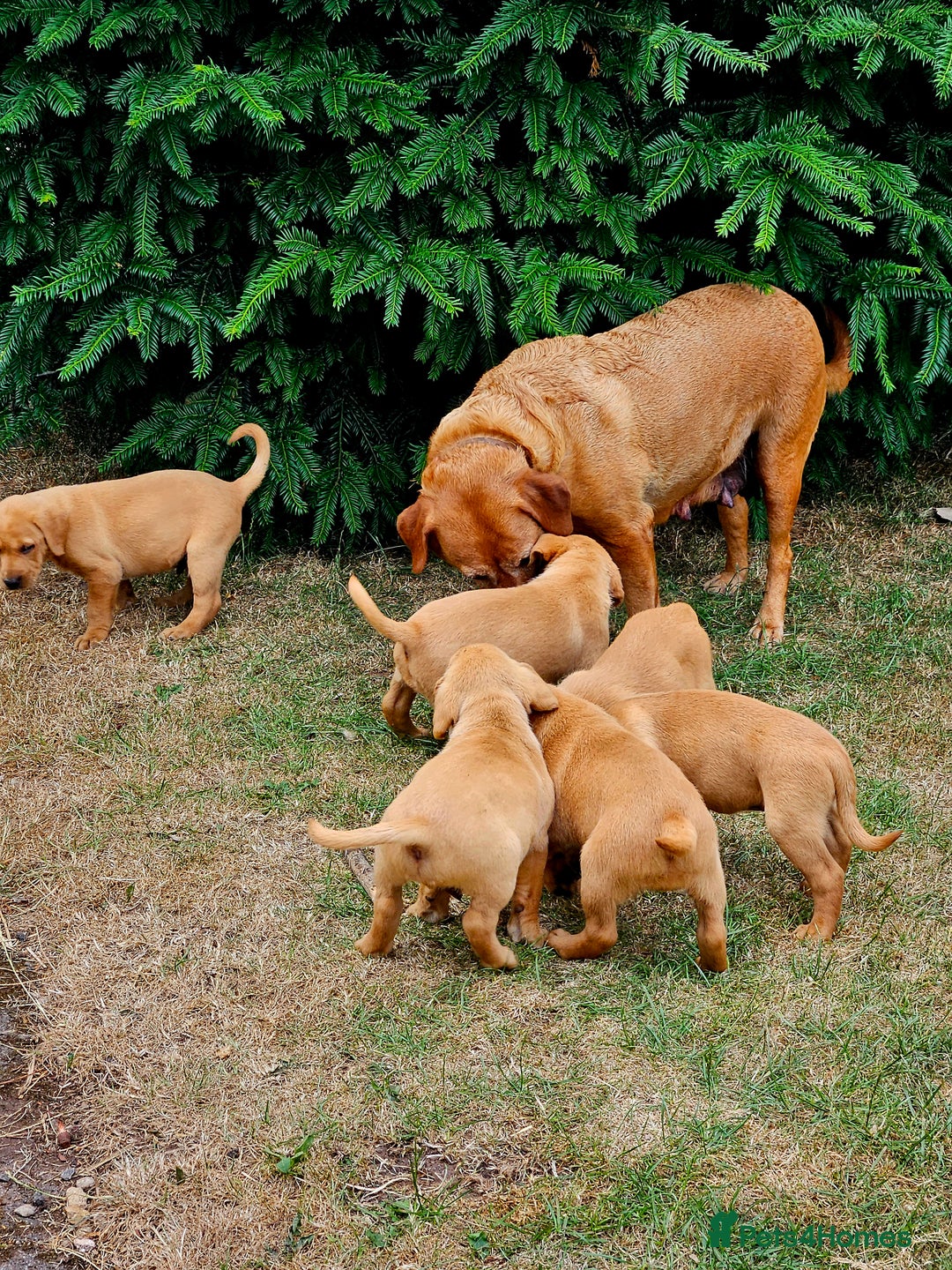 Labrador Retriever dogs for sale: Foxred Labrador pups - Image 1
