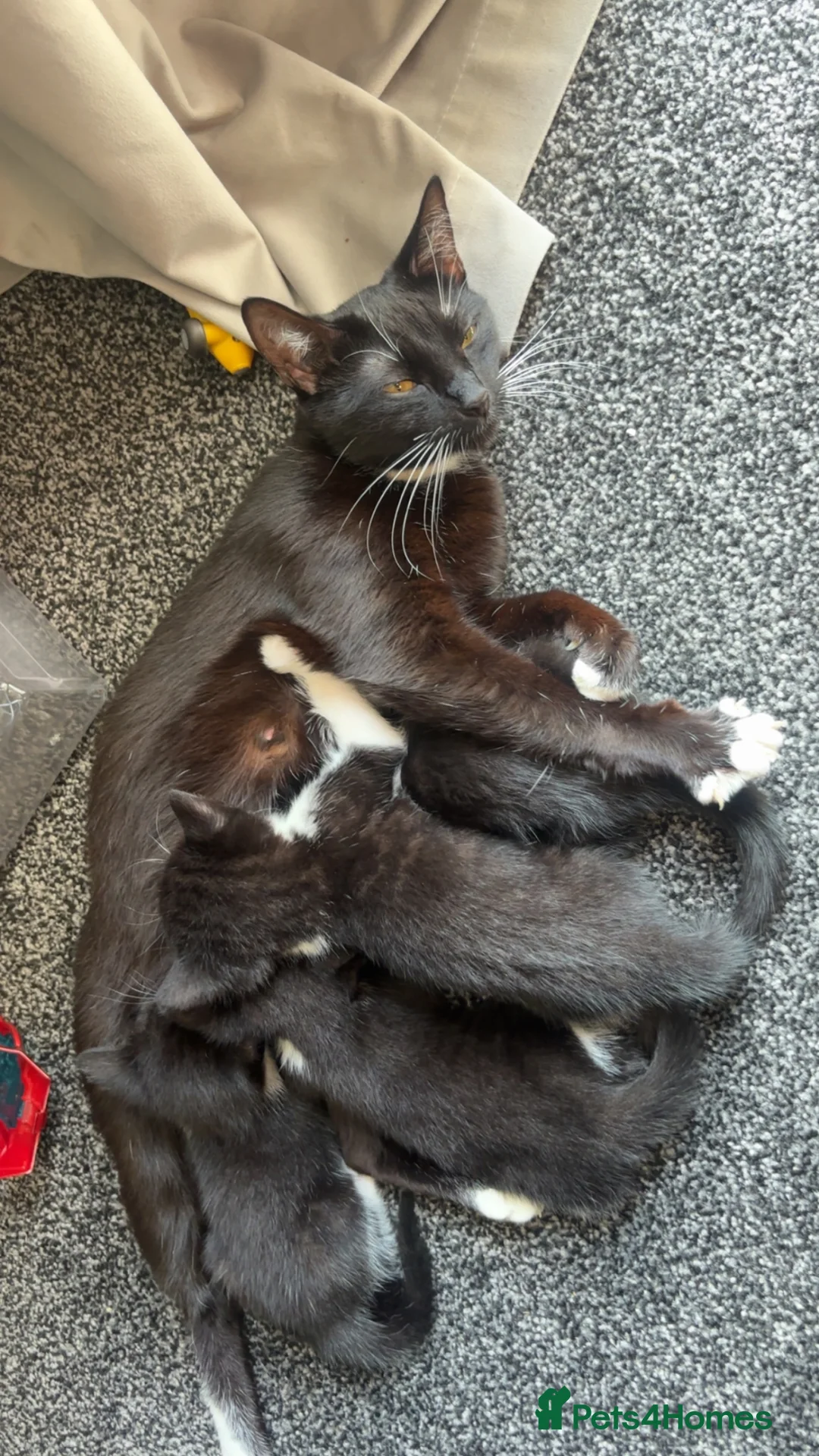 Domestic Shorthair cats for sale: Kittens in Peterborough - Advert 7