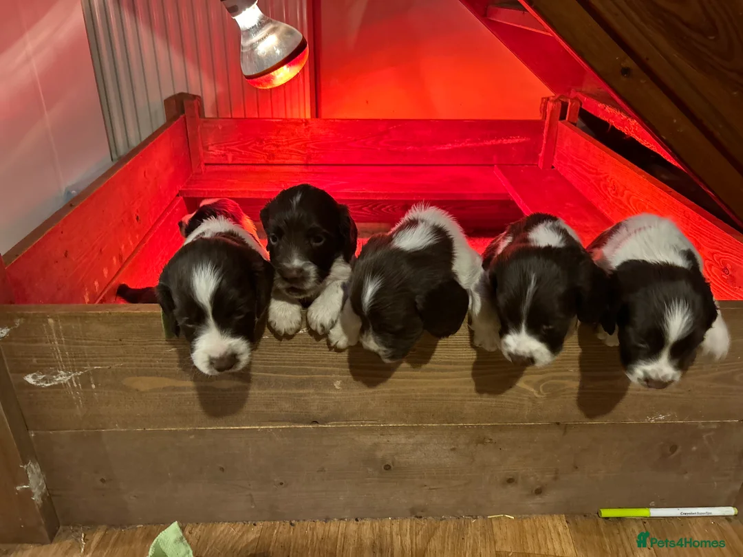 English Springer Spaniel dogs for sale: Springer spaniel pups - Advert 6