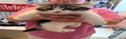 British Longhair cats for sale: 4 kittens british long hair  - Advert 18