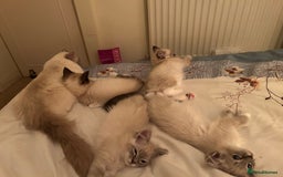 Ragdoll cats for sale: Pedigree Blue & Seal Ragdoll kittens in Oswestry - Image 5