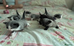 Mixed Breed cats for sale: Beautiful playful boy kittens  - Image 11