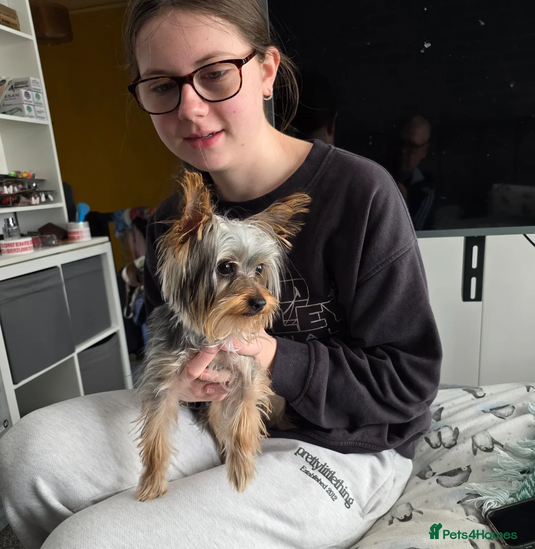 Yorkshire Terrier dogs for sale: Yorkshire terrier toy 6 months old female - Advert 1