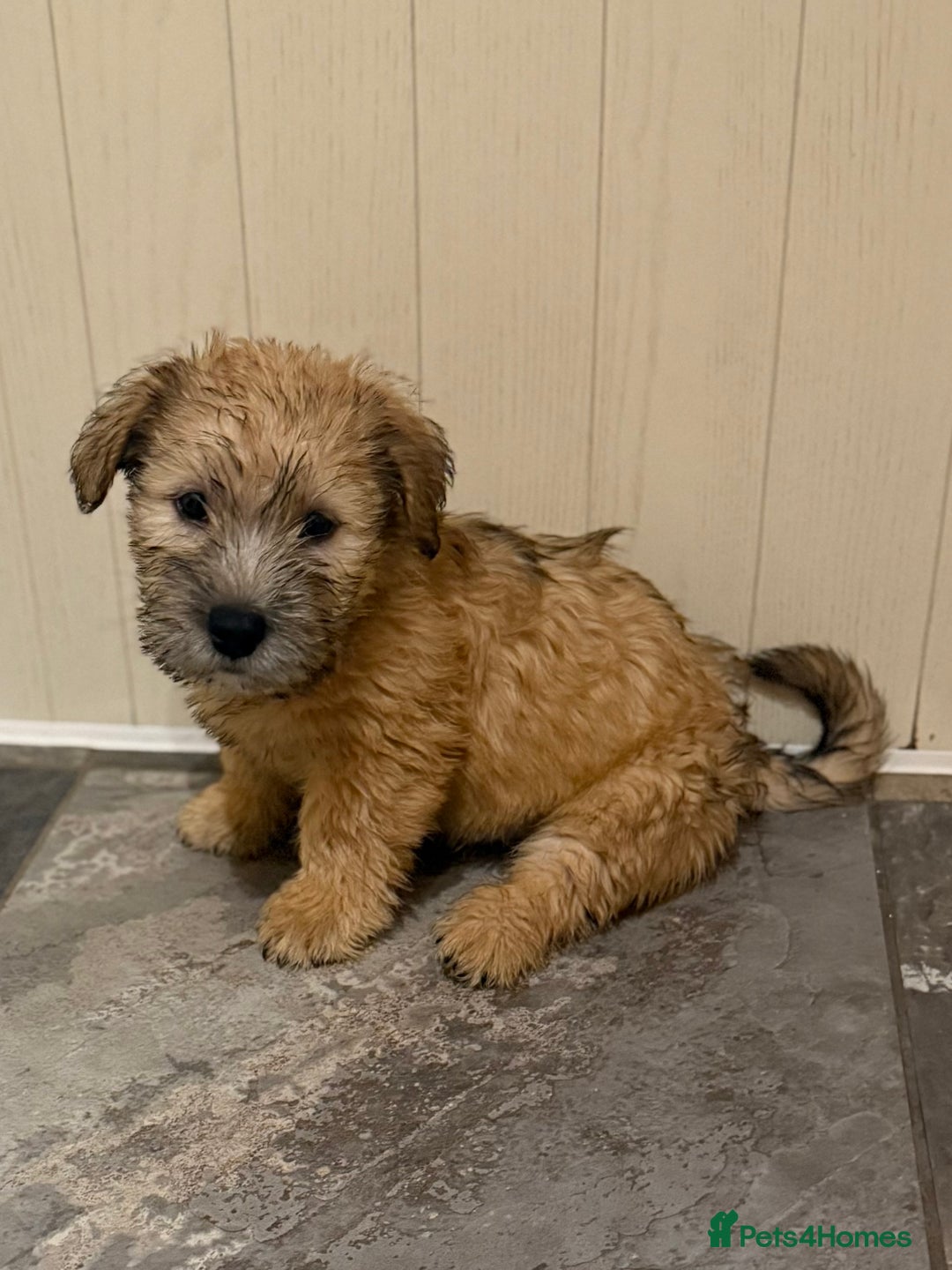 Glen of Imaal Terrier dogs for sale: Glen of Imaal terrier puppies - Advert 2