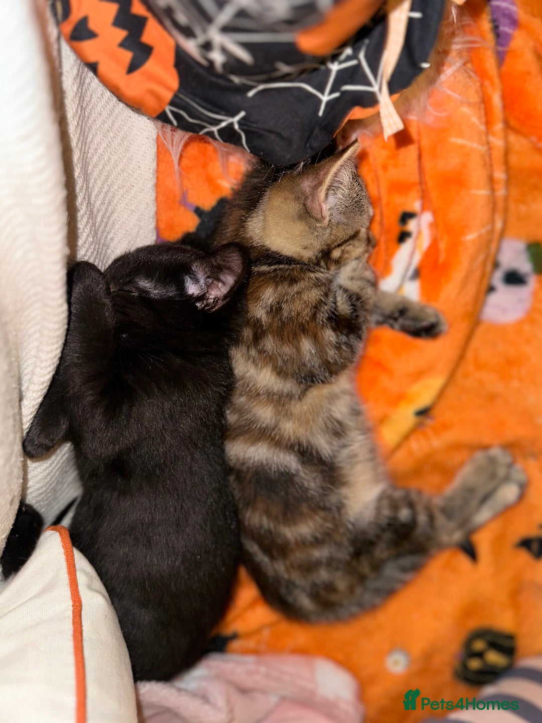 Mixed Breed cats for sale: Tabby and black kittens  - Image 7