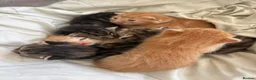 Mixed Breed cats for sale: 6 Absolutely Gorgeous Kittens!  - Advert 19