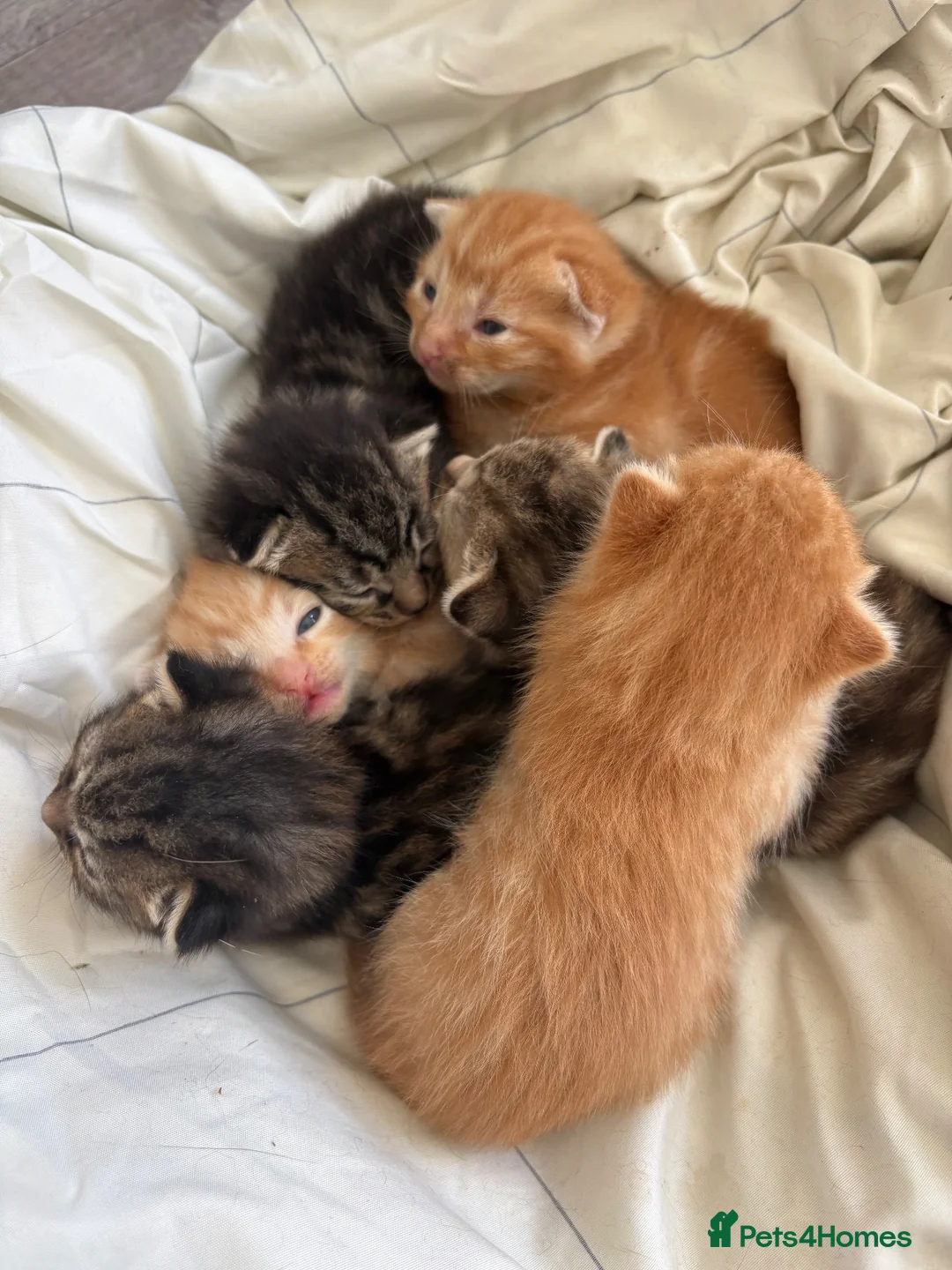Mixed Breed cats for sale: 6 Absolutely Gorgeous Kittens!  - Advert 19