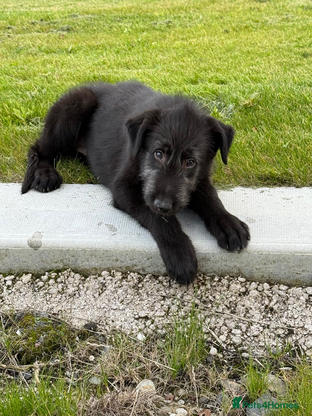 Irish Wolfhound dogs for sale: Irish wolfhound puppies - Image 12