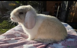 Mini Lop rabbits for sale: Blue harl split mini lop doe - Image 7