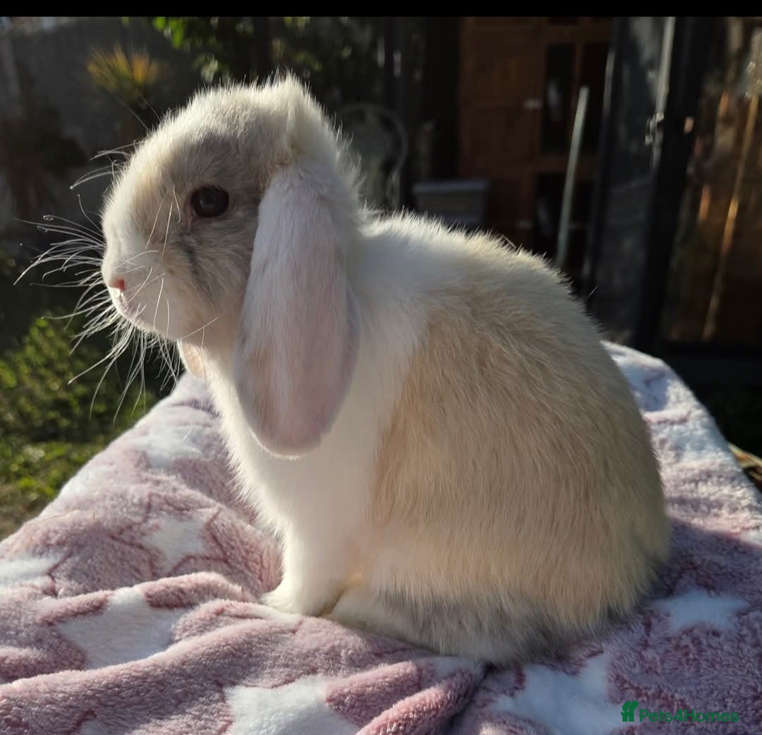 Mini Lop rabbits for sale: Blue harl split mini lop doe - Image 7