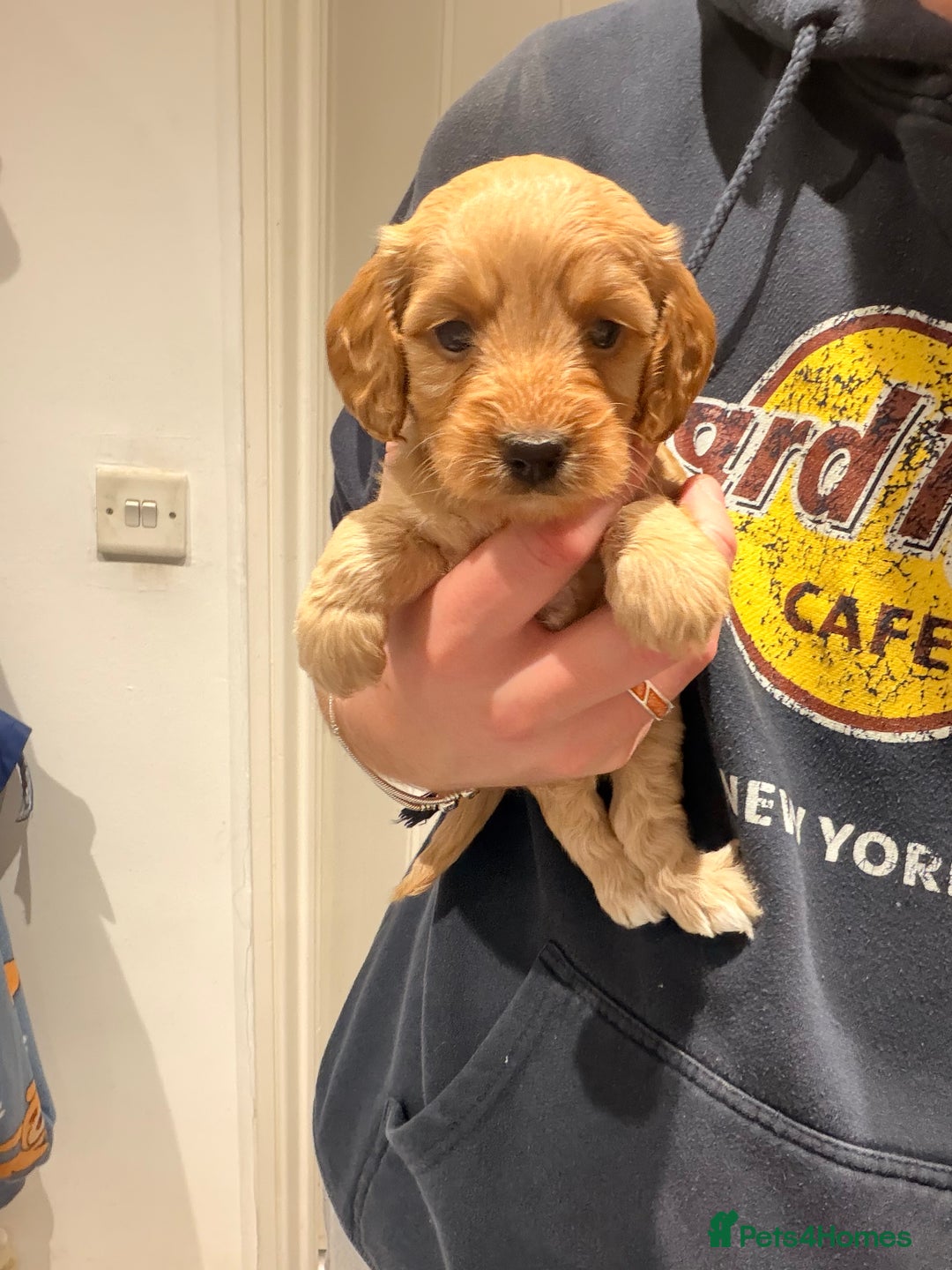 Cockapoo dogs for sale: Miniature Cockapoos  - Image 2