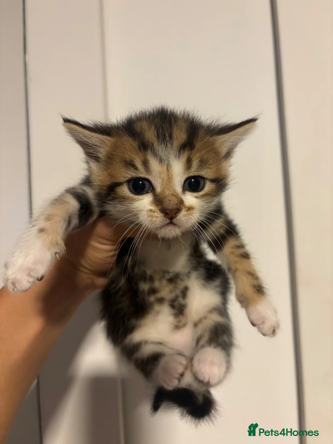 Mixed Breed cats for sale: Cute kittens - Advert 6