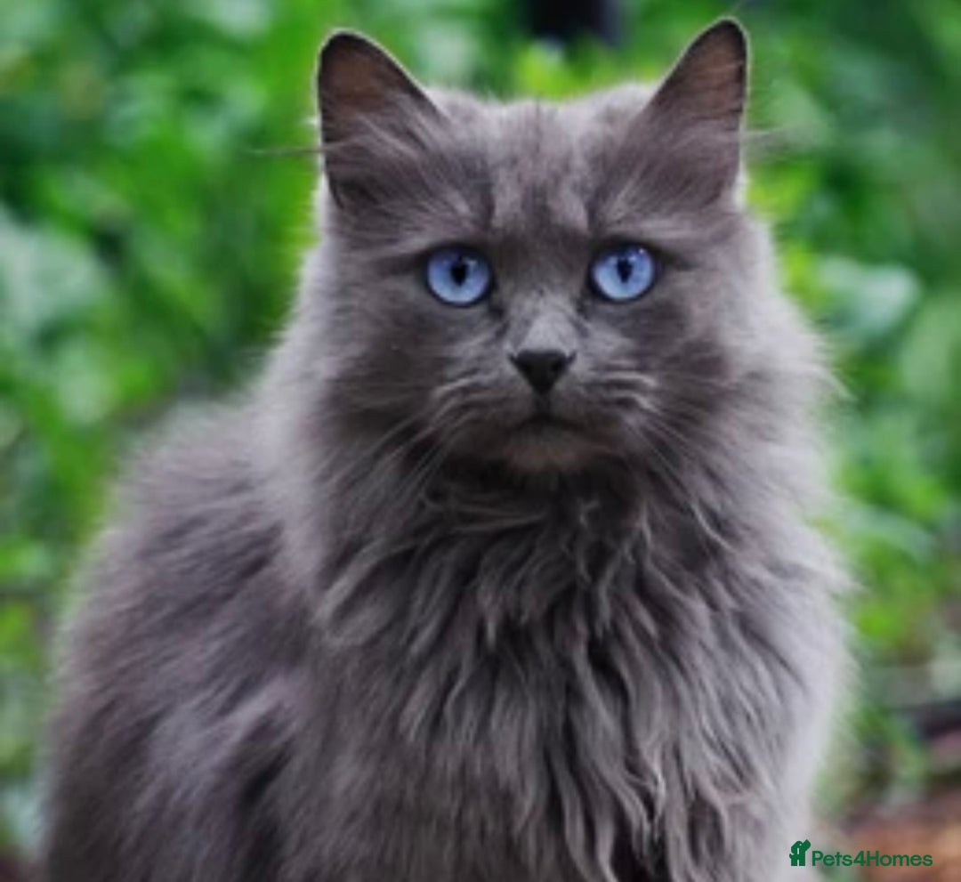American Shorthair cats for sale: 2 males  - Image 7