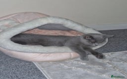 British Shorthair cats for sale: Beautiful Blue British shorthair  - Image 7