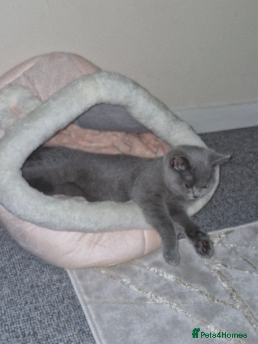 British Shorthair cats for sale: Beautiful Blue British shorthair  - Image 7