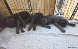Cane Corso dogs for sale: Cane corso puppies  - Image 1
