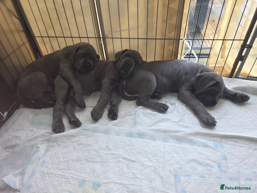 Cane Corso dogs for sale: Cane corso puppies  - Image 1