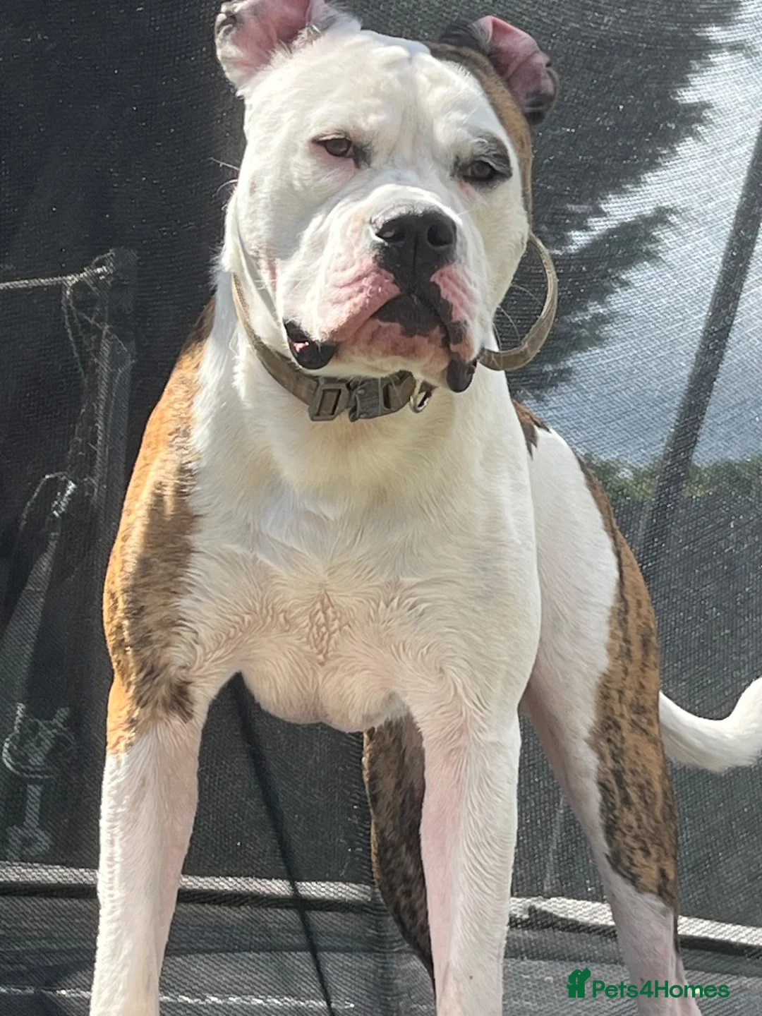 Mixed Breed dogs for sale: American bulldog x English bull terrier  - Advert 2
