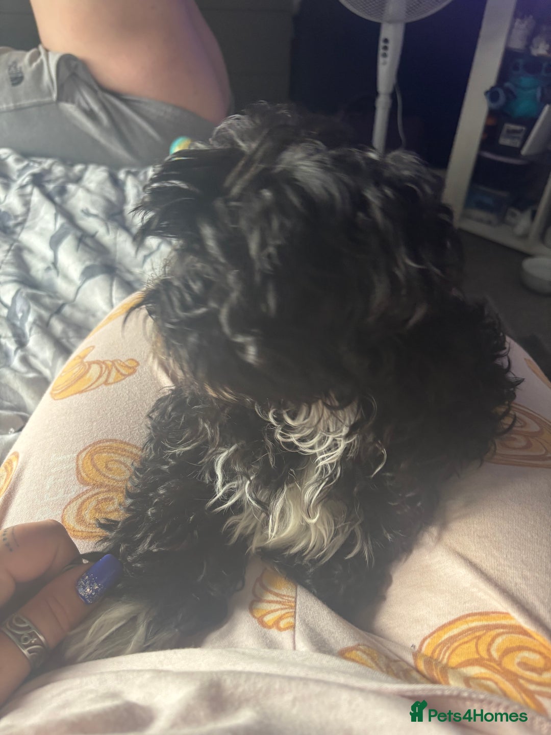 Shihpoo dogs for sale: Shi poo  - Image 4