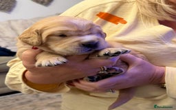 Golden Retriever dogs for sale: KC Reg Golden Retriever Pups - CHAMPION Bloodlines - Image 34