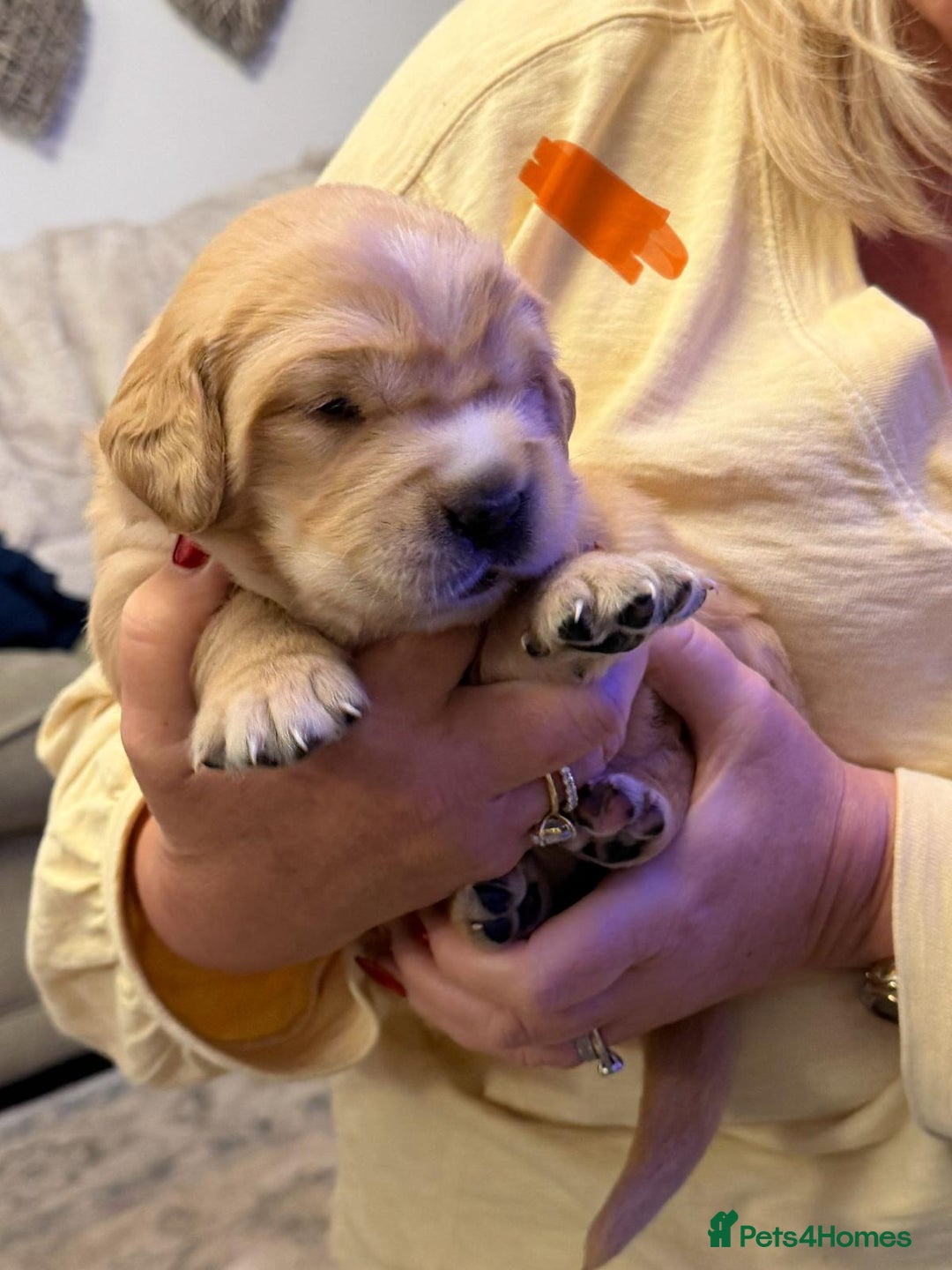 Golden Retriever dogs for sale: KC Reg Golden Retriever Pups - CHAMPION Bloodlines - Image 34