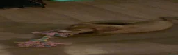 Cocker Spaniel dogs for sale: Beautiful Cocker Spaniel Puppies - Advert 16