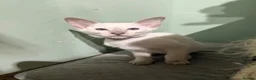 Siamese cats for sale: 5 adorable Siamese kittens available  - Advert 11