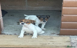 Jack Russell dogs for sale: Jack russel puppies  - Image 17