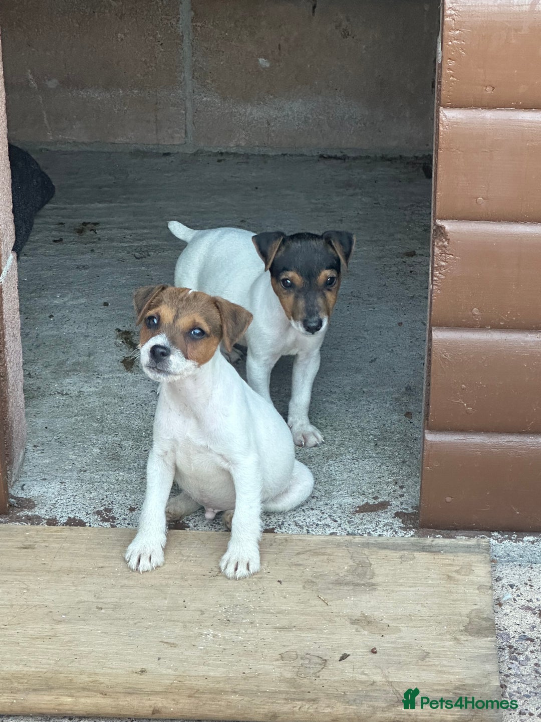 Jack Russell dogs for sale: Jack russel puppies  - Image 17