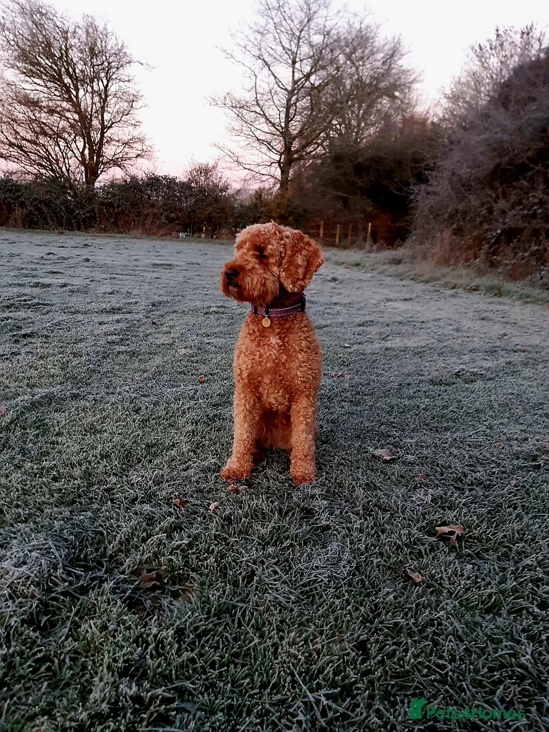 Cockapoo dogs for sale: Gorgeous female red cockapoo - Advert 10