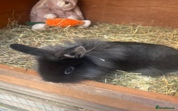 Mini Lion Lop rabbits for sale: Baby bunnies mini lion lops ready now  - Image 38
