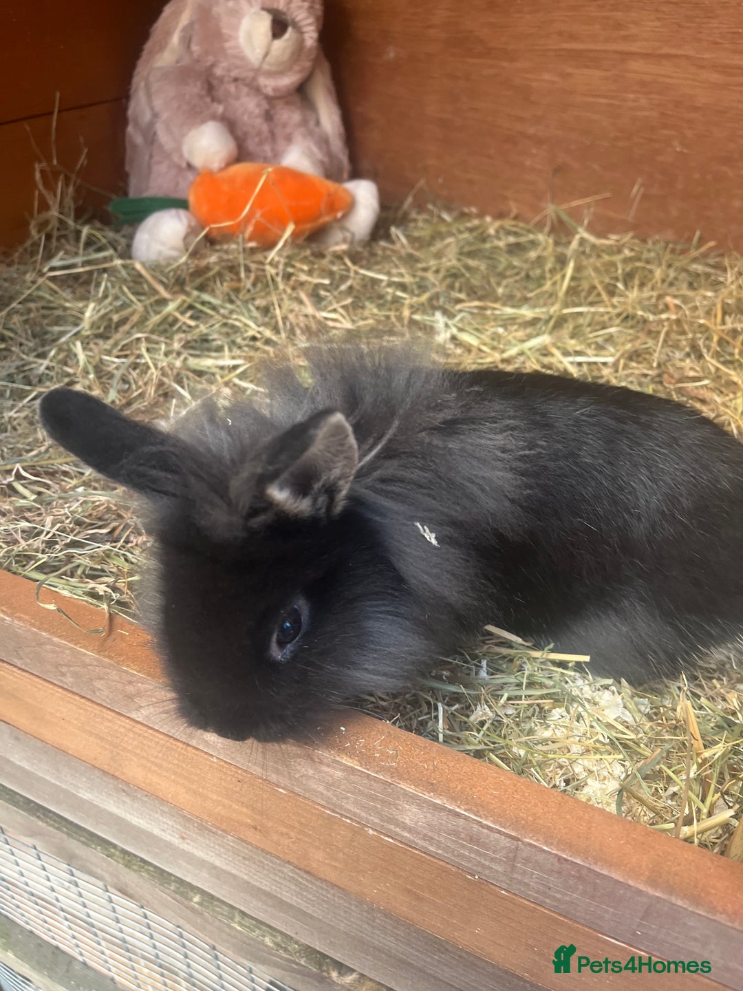 Mini Lion Lop rabbits for sale: Baby bunnies mini lion lops ready now  - Image 38
