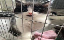British Longhair cats for sale: Kittens - Image 1