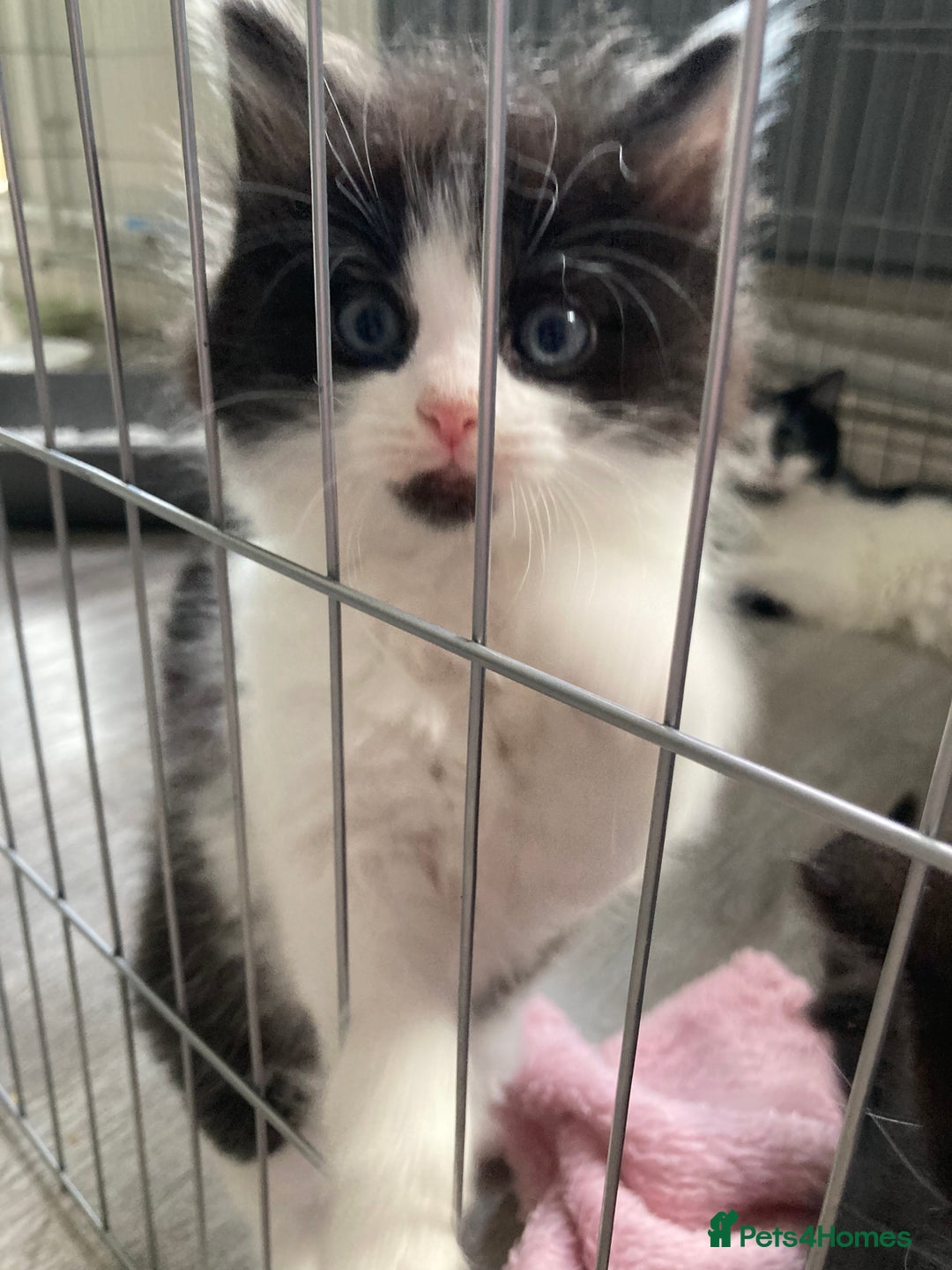 British Longhair cats for sale: Kittens - Image 1