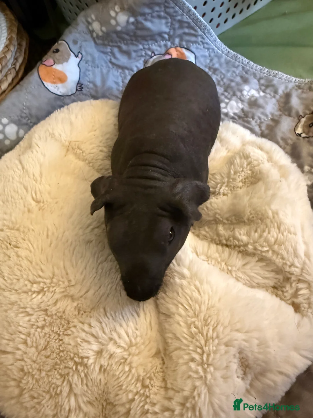 Guinea Pig rodents for sale: Two male skinny pigs best friends.  - Advert 2