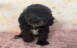 Cockapoo dogs for sale: Ready to Leave: F1 Cockapoo Puppies - Image 9