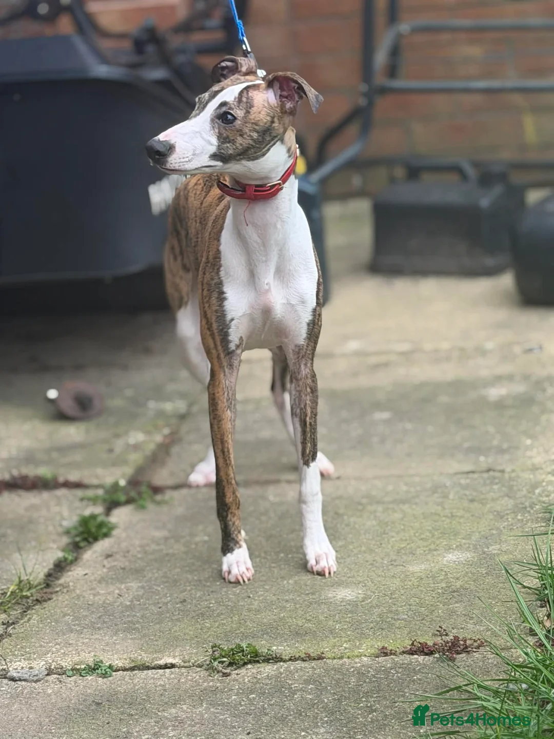 Whippet dogs for sale: Male whippet - Advert 2